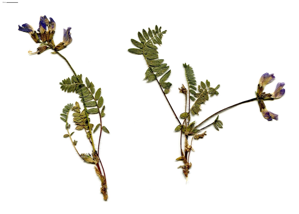 Oxytropis neglecta (Fabaceae)